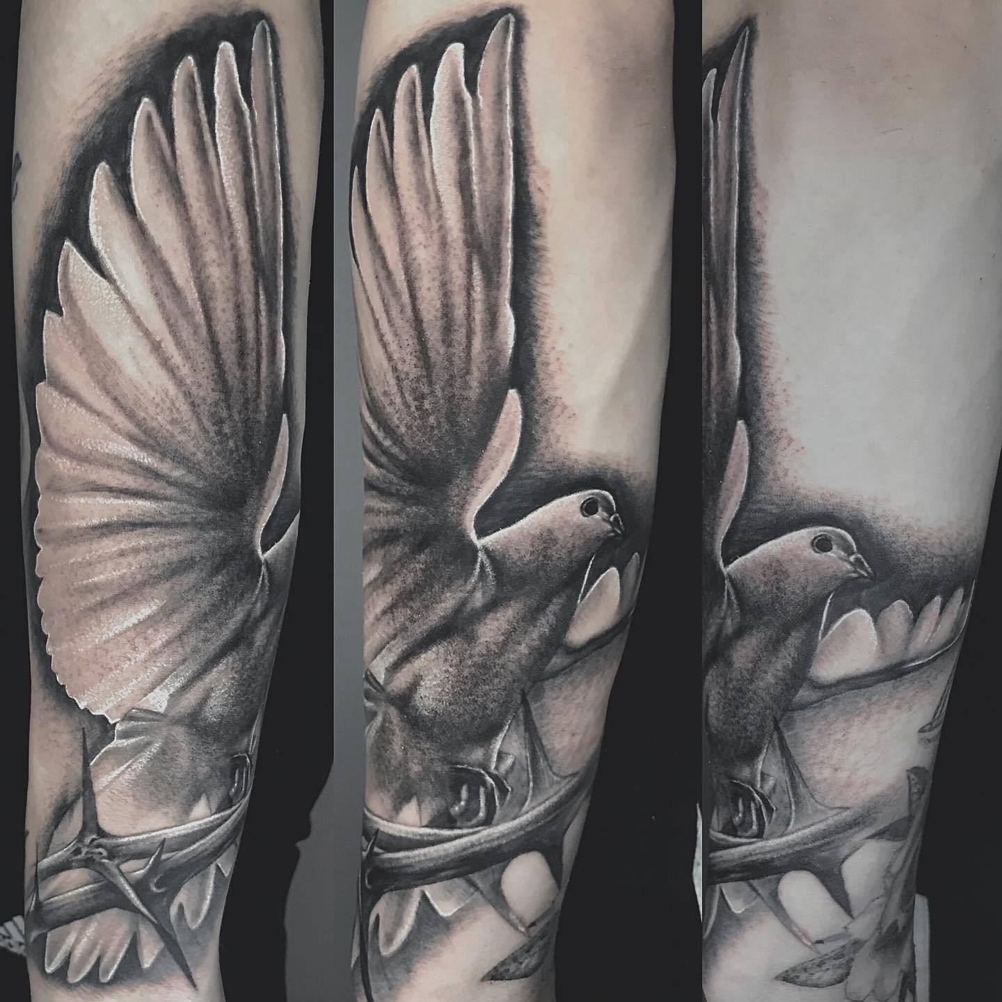 Forearm Pigeon Tattoo