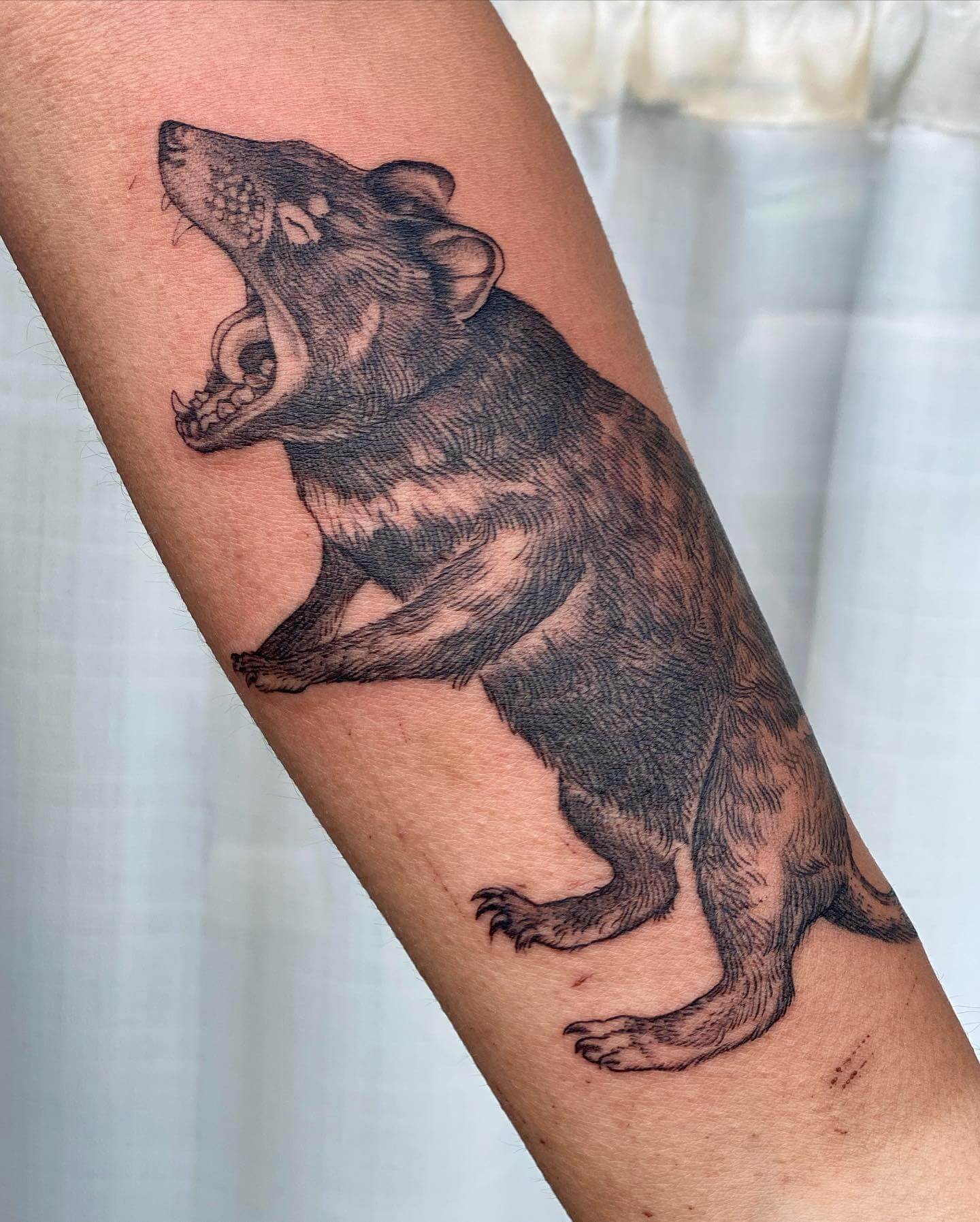 The Closed Eye Tasmanian Devil Tattoo