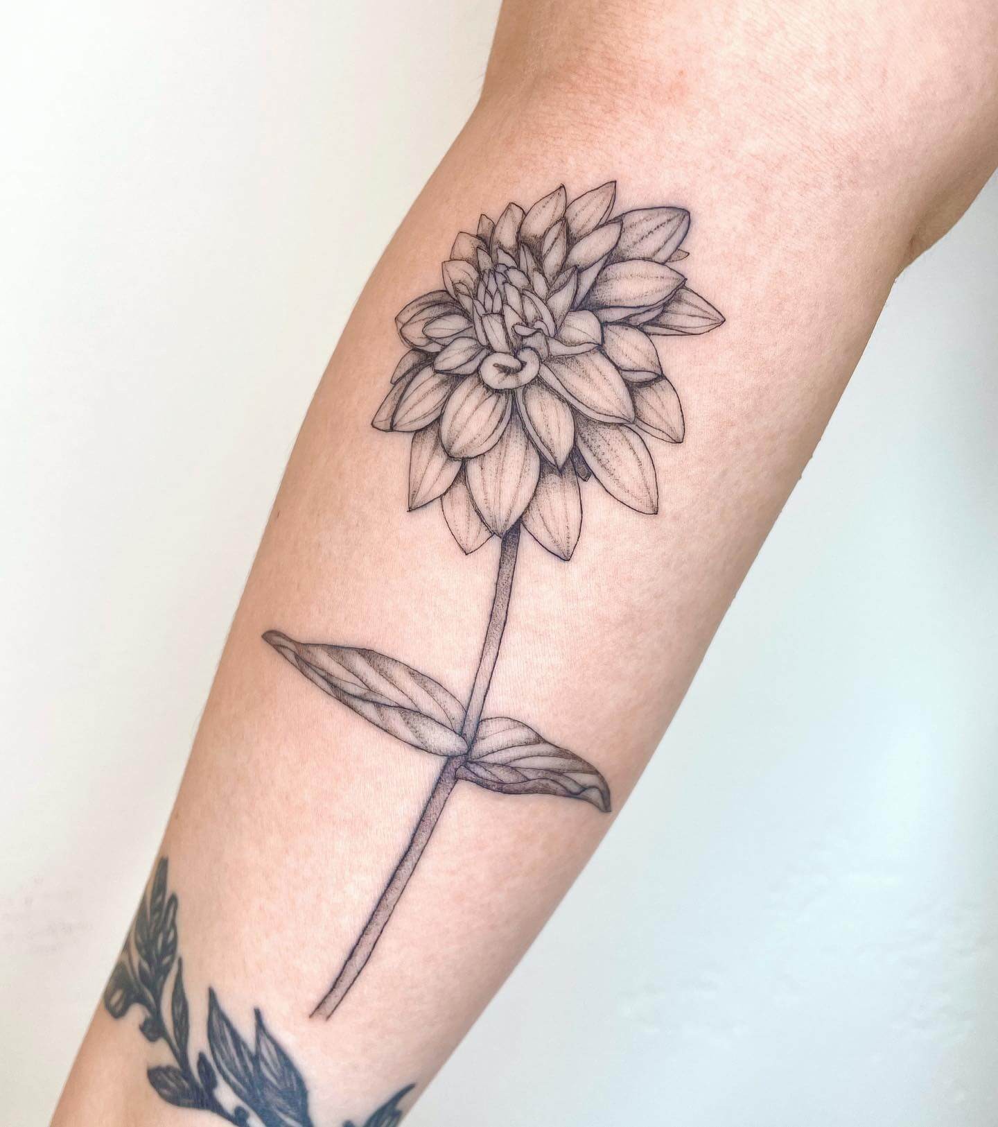 Simple Forearm Black Dahlia Tattoo