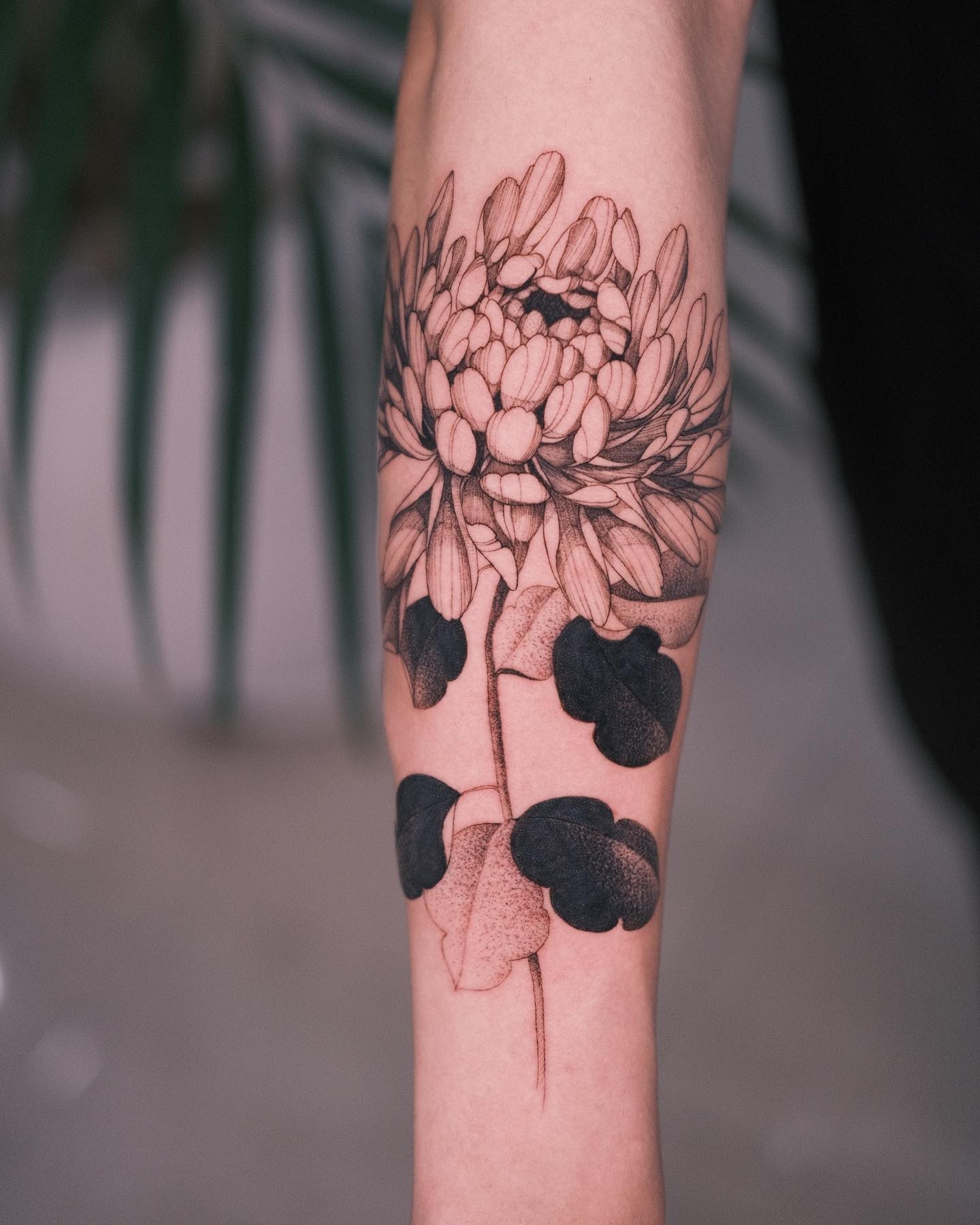 Simple Chrysanthemum Tattoo